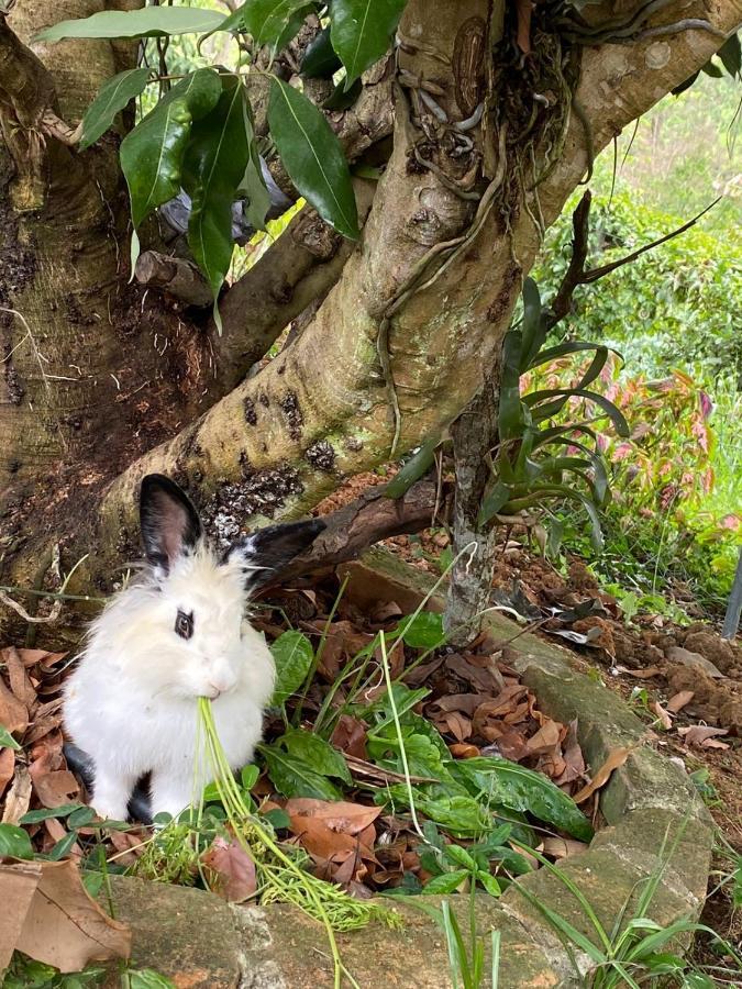 Hospedagem Recanto Das Orquideas Quatis Εξωτερικό φωτογραφία